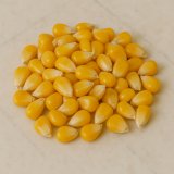 Maiskörner - Dose