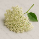 Holunderblüten - ohne Stiel