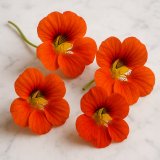 Kapuzinerkresseblüten