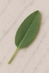 Salbeiblatt